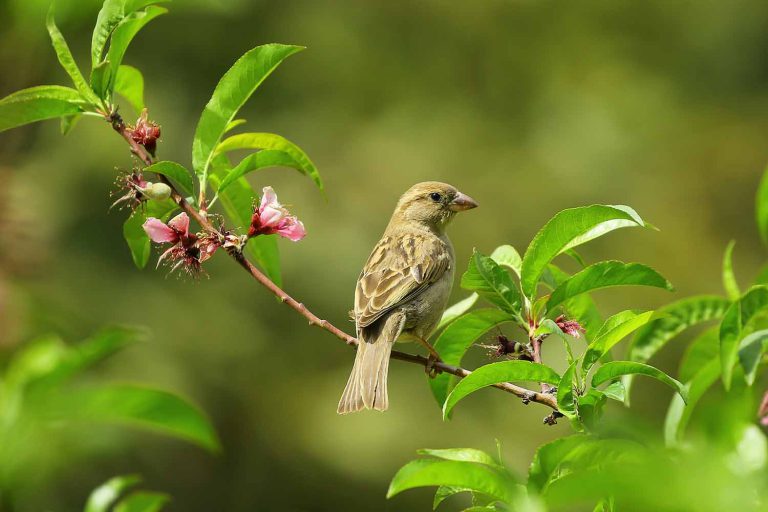 vogels_in_de_tuin_natuurhuis