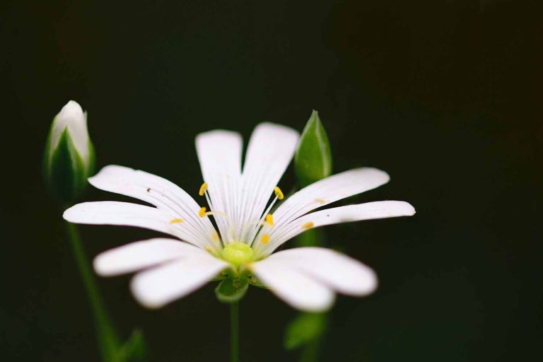 witte_bloem_fragiel_op_zwart